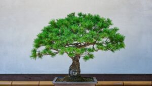 Introducing the charm of bonsai and the Japanese taste.