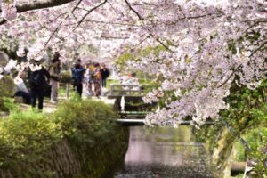 Introducing cherry blossom viewing, which is very popular in Japan