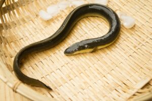 Discovering the secret behind eel’s(Unagi) huge popularity in Japan