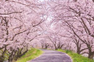Introducing cherry blossoms, a spring tradition