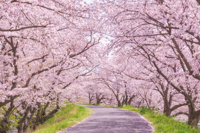 Introducing cherry blossoms, a spring tradition